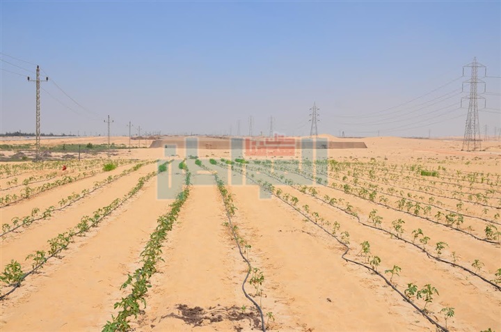 محافظ الإسماعيلية يتفقد الحقل الإرشادي وأحواض الري بقرية الأمل 