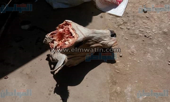 بالصور.. ضبط 100 طن رؤوس ماشية وأمعاء قبل بيعها بالأسواق