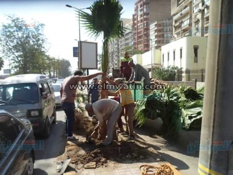 بالصور.. زرع الجزيرة الوسطى ورفع كفاءة البحر الأعظم في الجيزة 