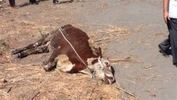 ضبط جزار يقوم بذبح