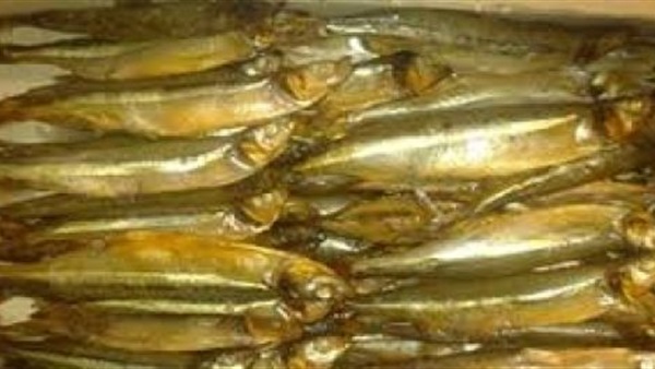 ضبط 400 طن من الاسماك