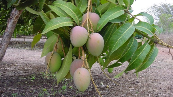 زراعة المانجو
