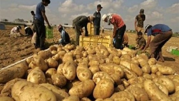 صادرات البطاطس المصرية