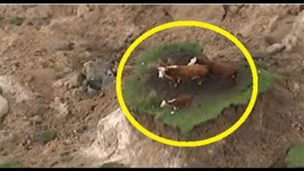 القدر ينقذ قطيع أبقار