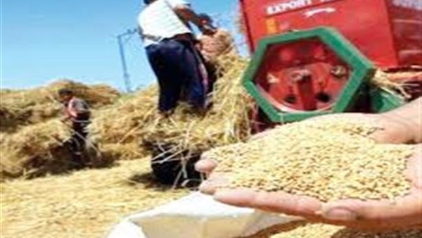 الاحتياطي من الأرز