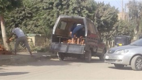 بوكس يحمل طوب