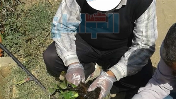 انتشار قواقع الليمنيا