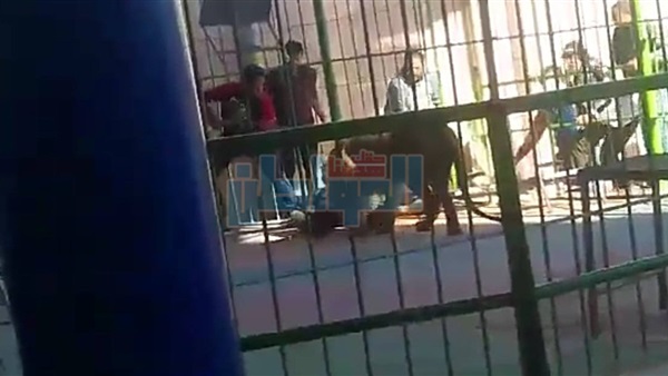 نمر يهاجم مدربه