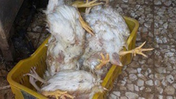 طيور نافقة من انفلونزا