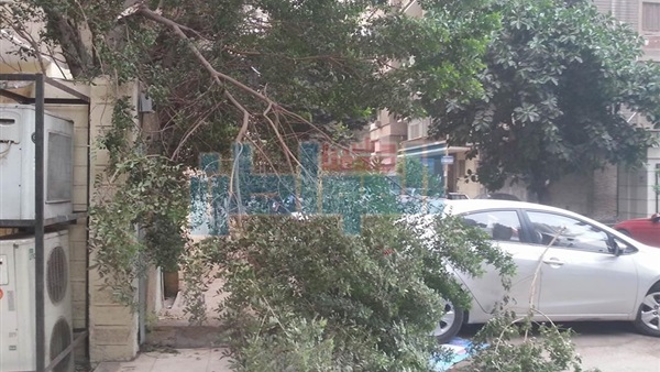 سقوط شجرة
