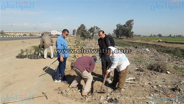 زراعة 50 شجرة كافور