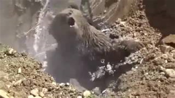 لحظة انقاذ الدب 