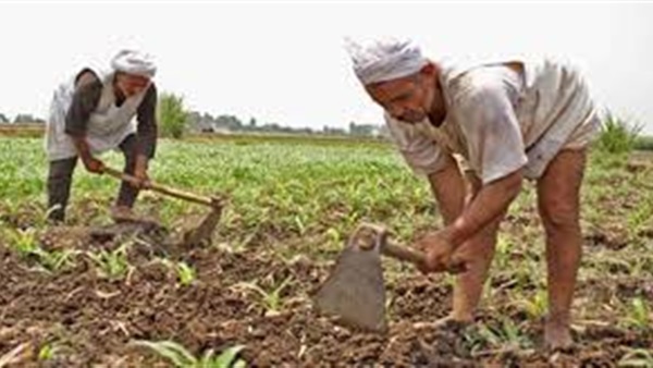 الفلاح
