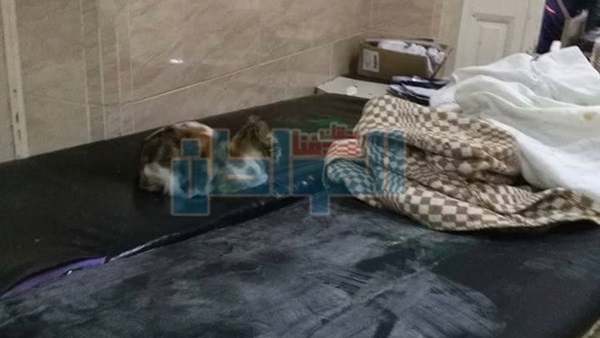 مستشفى تسكنها القطط