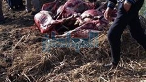 حمير مذبوحة ومسلوخة
