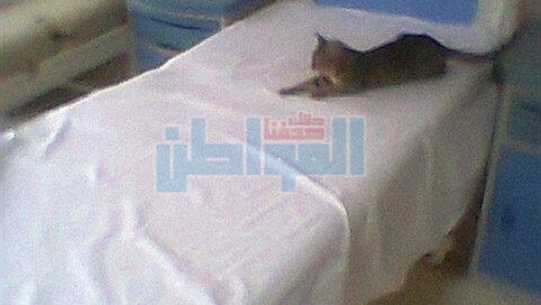 قطة بداخل غرف مرضى