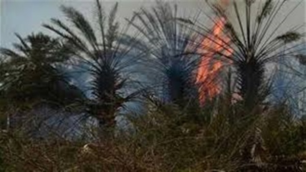 أرشيفية