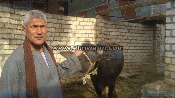 المواطن