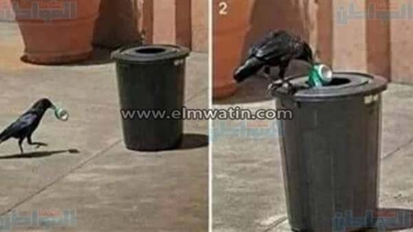 غراب يحافظ علي البيئة