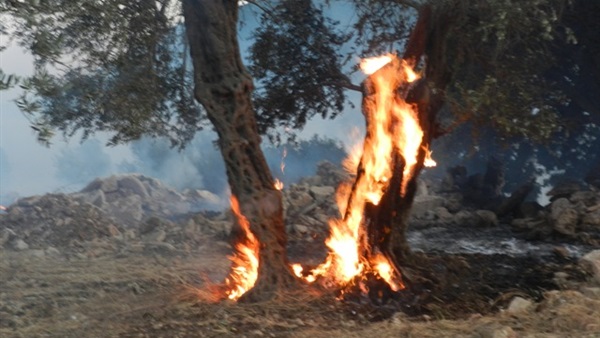 أرشيفية