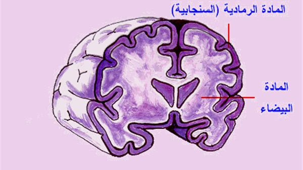 المادة الرمادية بالمخ