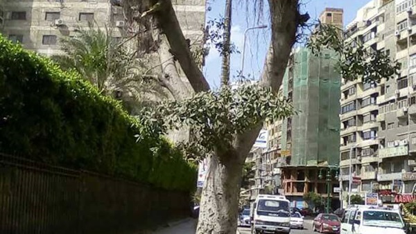 المواطن
