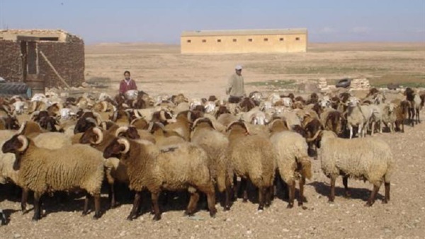 تعبيرية