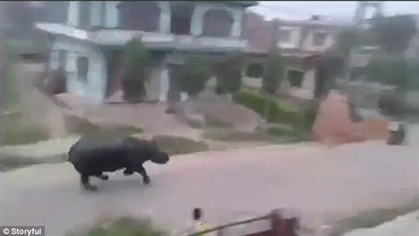 المواطن