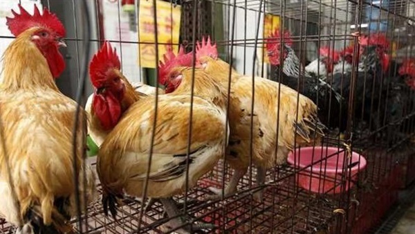 أرشيفية