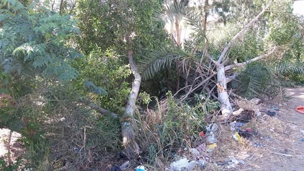 المواطن