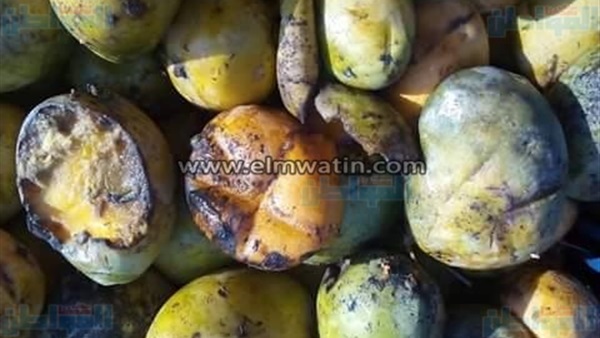 مانجو فاسدة