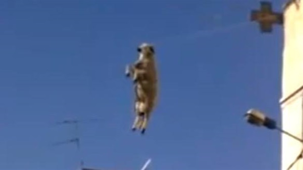 الخروف