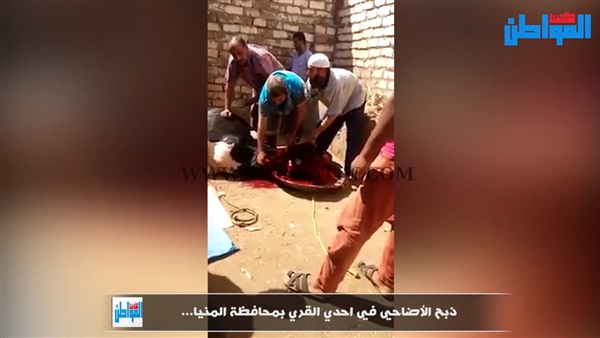 المواطن