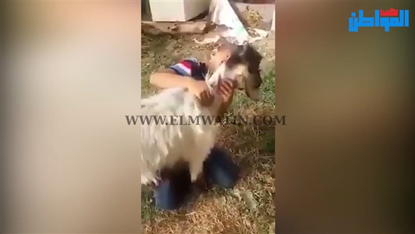 المواطن