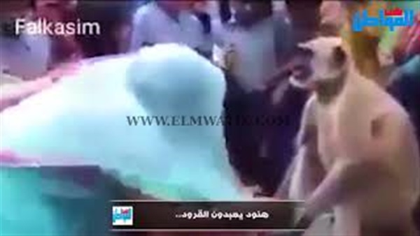 صورة من الفيديو