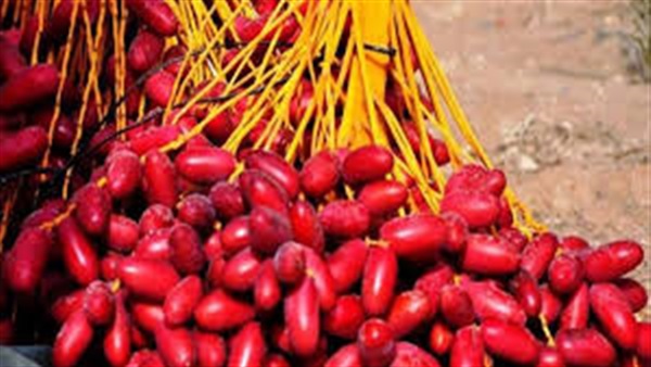 البلح