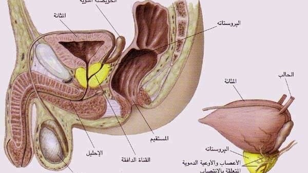 البروستات