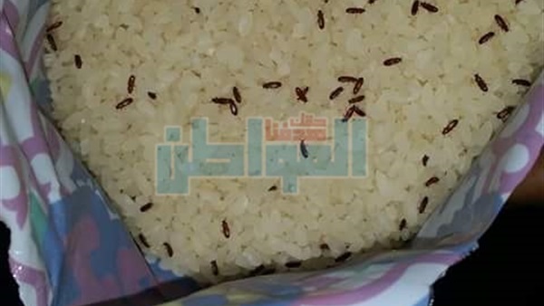 أرز التموين مسوس