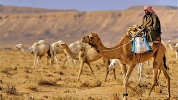 المواطن