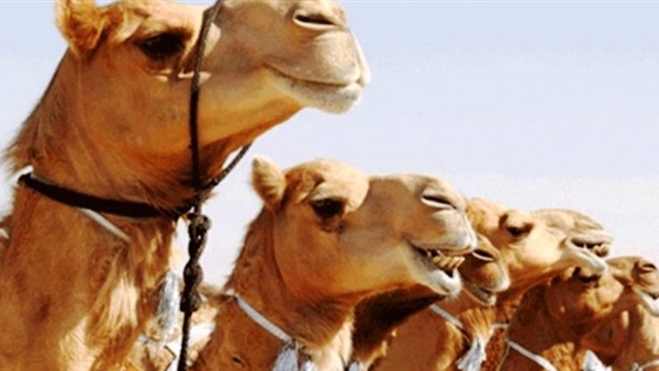 الإبل