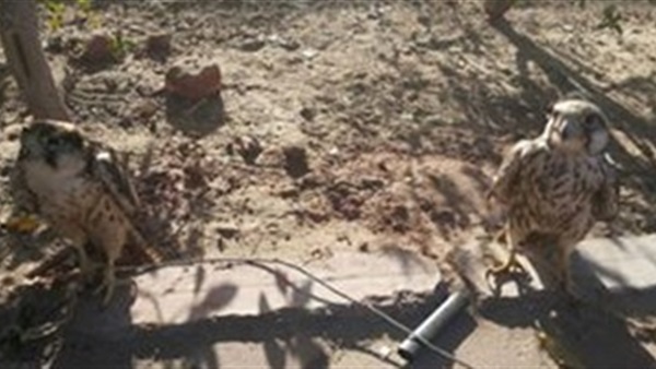 المحميات بالبحر الأحمر