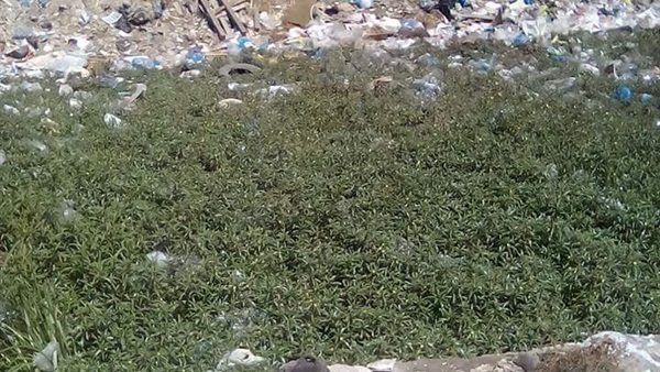 القمامة