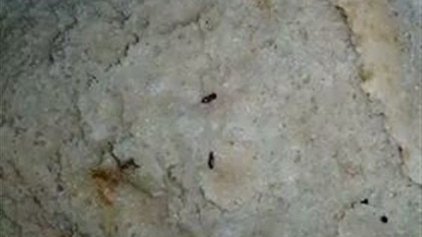 حشرات داخل أرغفة