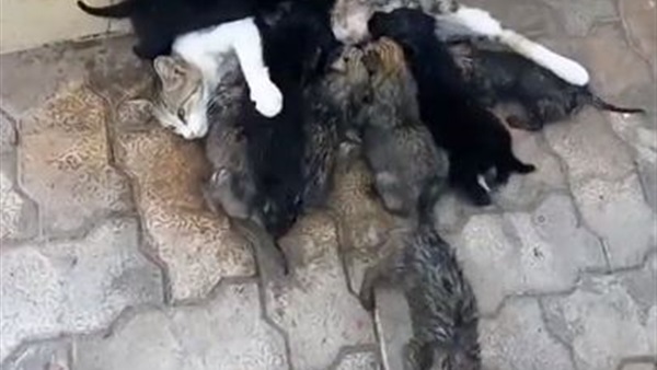 المواطن