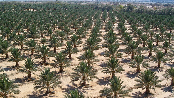 مشروعات السودان
