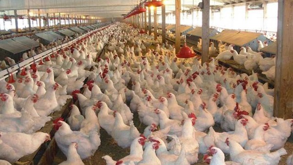 اسعار الدواجن