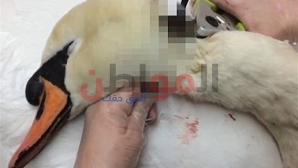 استخراج رُمح من رقبة