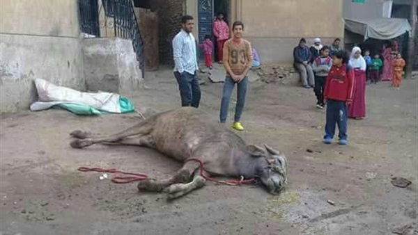 ماشية نفقت بماس كهربائي
