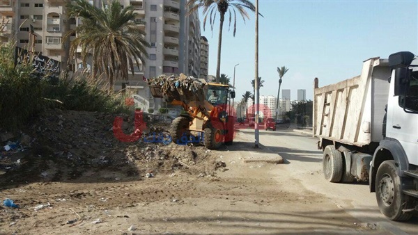اقتلاع نخلة كبيرة