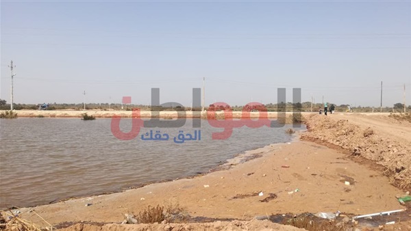 المواطن